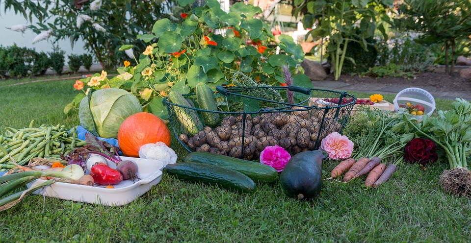 Conseils débutant : créer un potager dans son jardin - Jardinage Blog